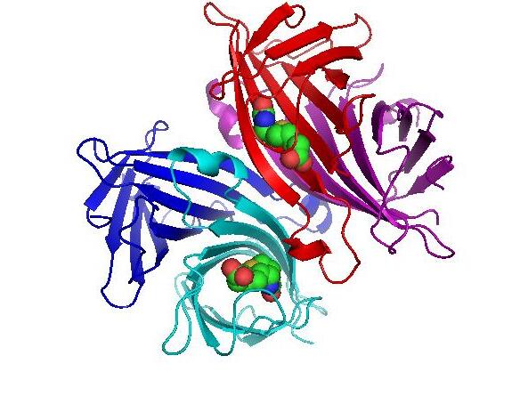 性的一种蛋白质,是streptomyces avidinii菌的分泌物,其分子量及结合