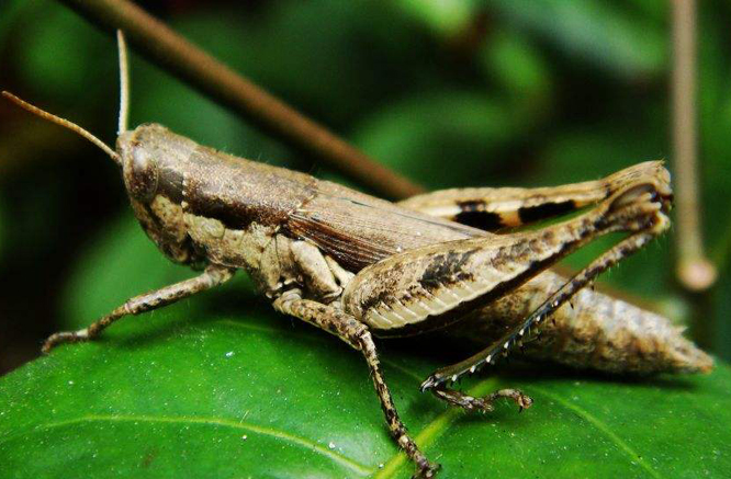  p>草蜢, a target="_blank" href="/item/无脊椎动物/149803" data