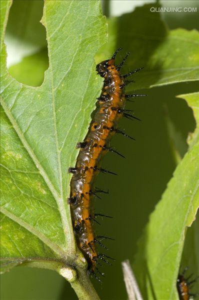  p>贝母为 a target="_blank" href="/item/百合科/1838810" data