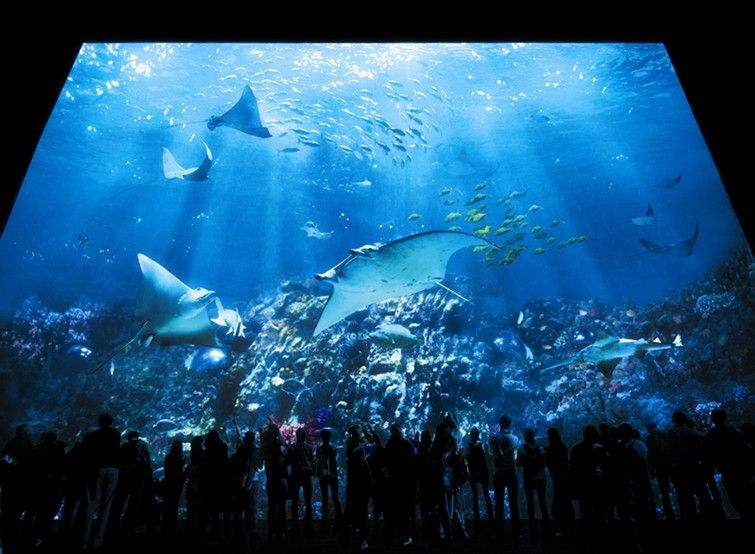 data-lemmaid="25353">海洋公园 /a>(ocean park hongkong)位于中国