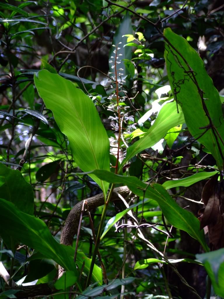 alpinia chinensis (retz.) rosc.