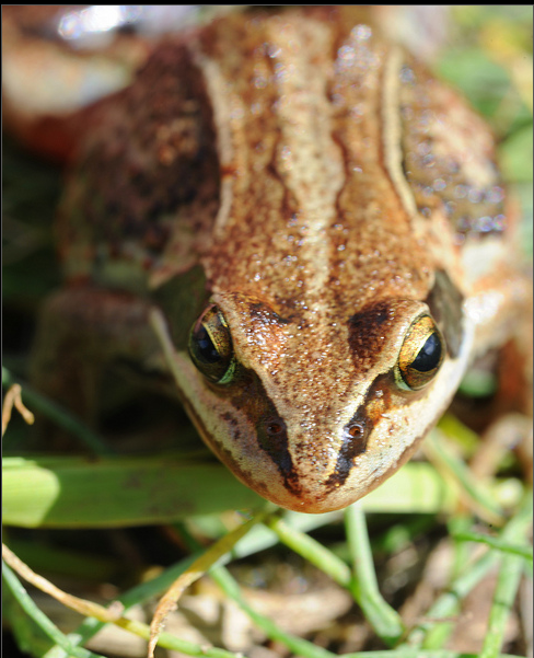 rana amurensis boulenger