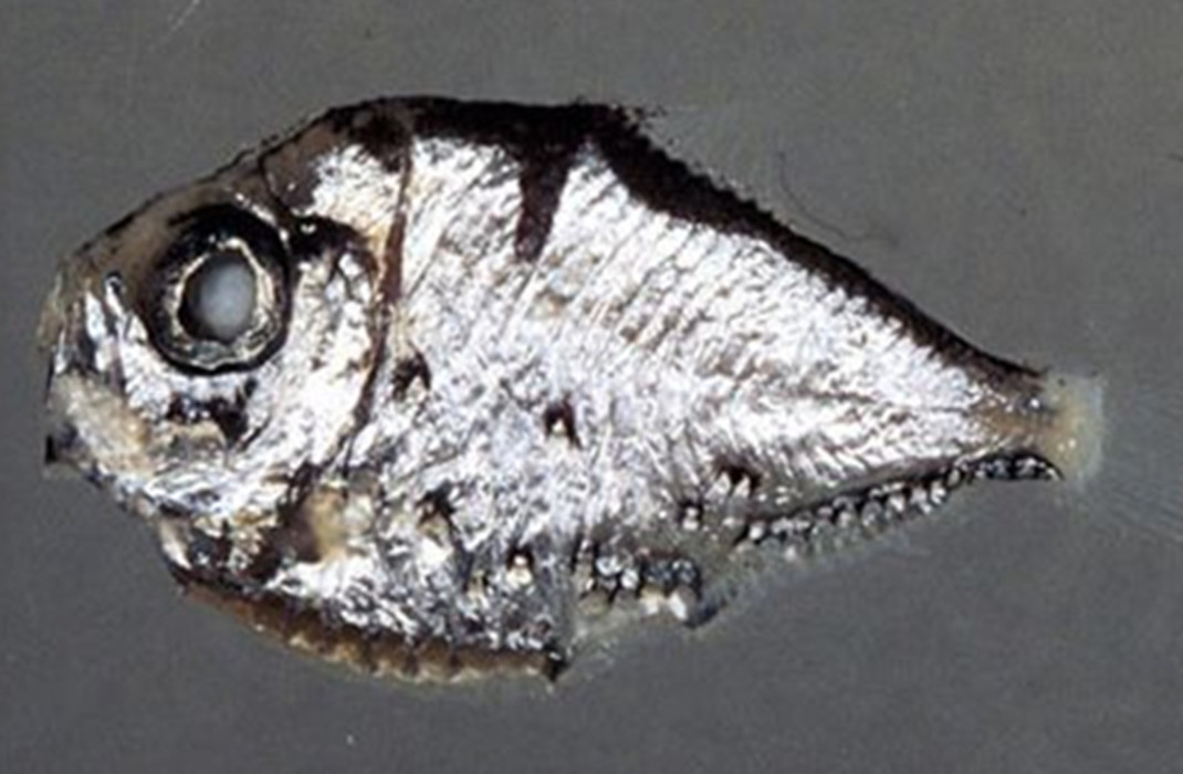  p>烛光鱼是 a href="#" data-lemmaid="1195405">硬骨鱼纲 /a>, a