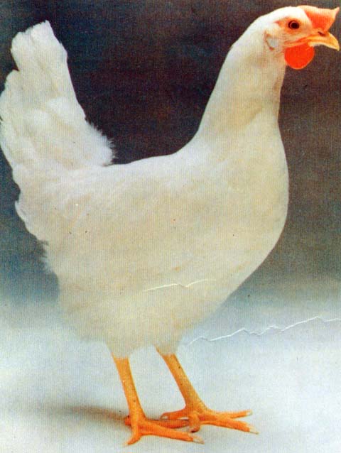  p data-id="gnwzoacazv">星杂288蛋鸡,属白壳系蛋鸡,是由加拿大谢佛