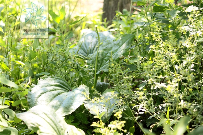  p>巨车前(学名:plantago maxima juss. ex jacq.