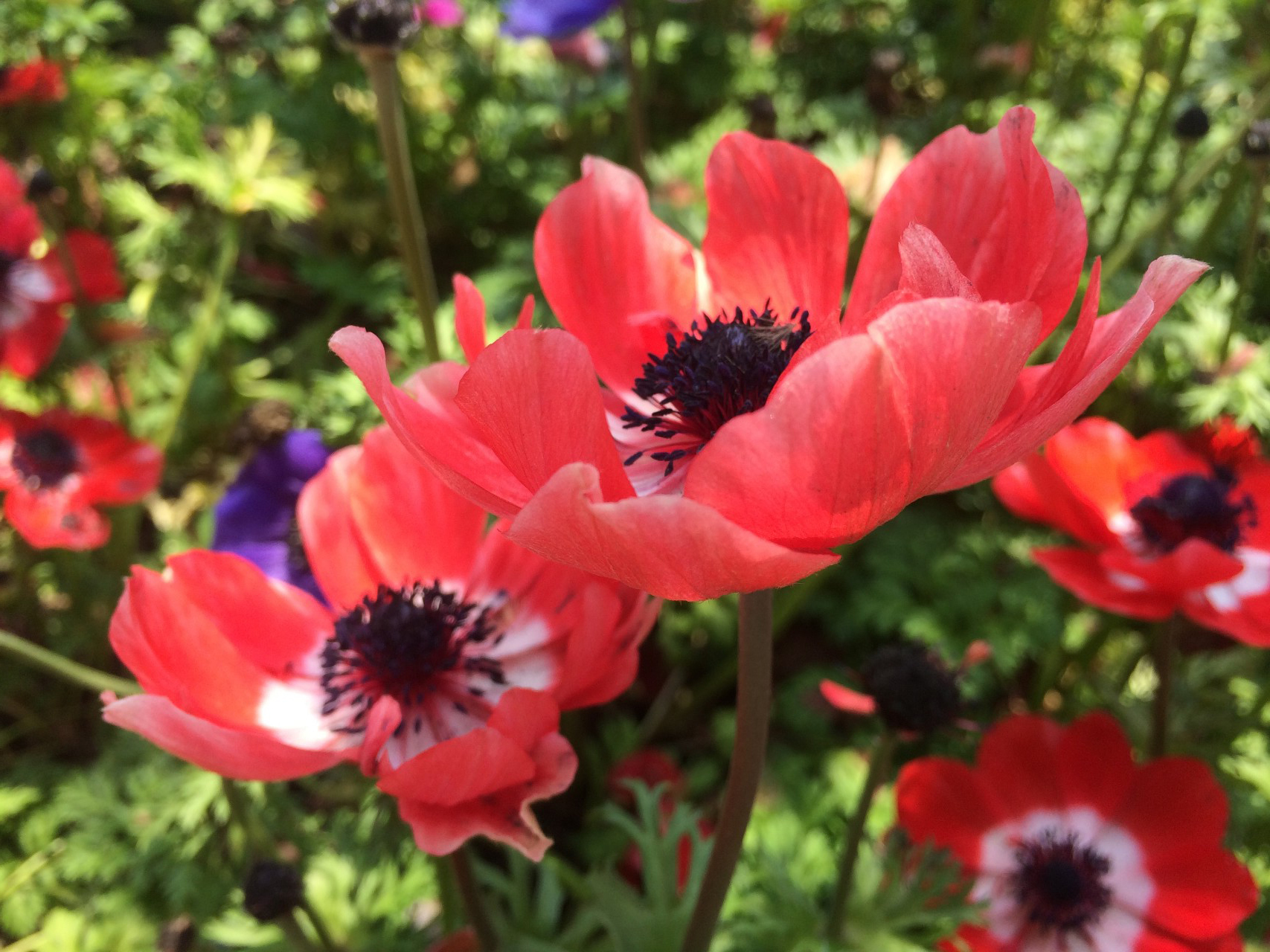  p>欧洲银莲花(学名: i>anemone coronaria  /i>l.