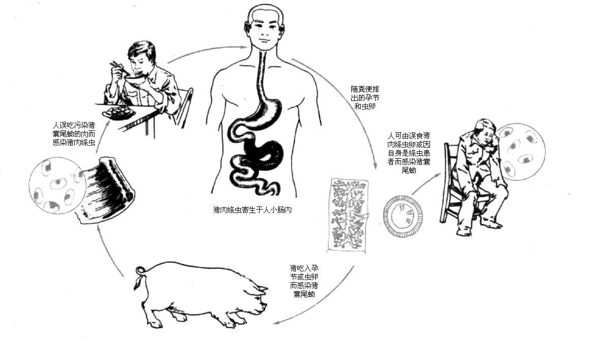  p data-id="go0btbvmws">绦虫,拼音(tāochóng)是一种巨大的 a