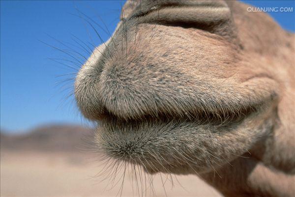 >camelus dromedarius /i>):体长约3米,高2米以上,因有一个驼峰而得名