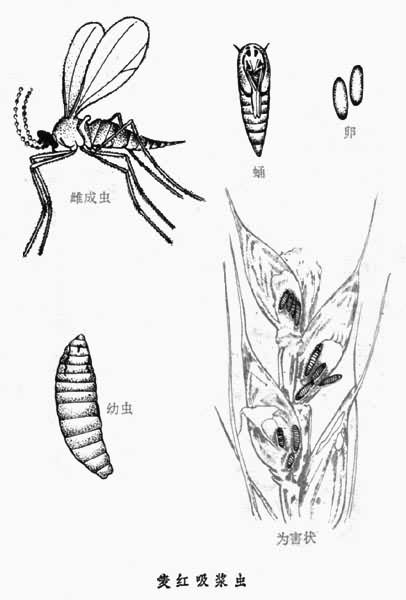 主要有麦黄吸浆虫和麦红吸浆虫两种