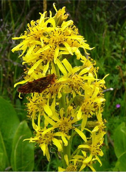 k8qqt">被子植物的花,有的是单朵花单生于枝的顶端或叶腋处,称单生花