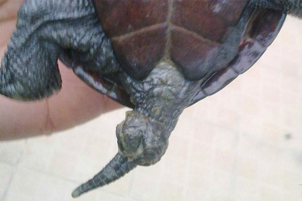 乌龟寄生虫病