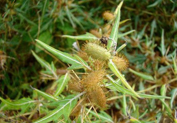 xanthium spinosum