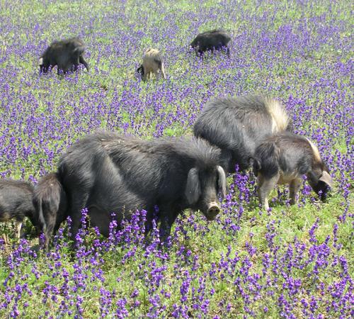 岷县蕨麻猪