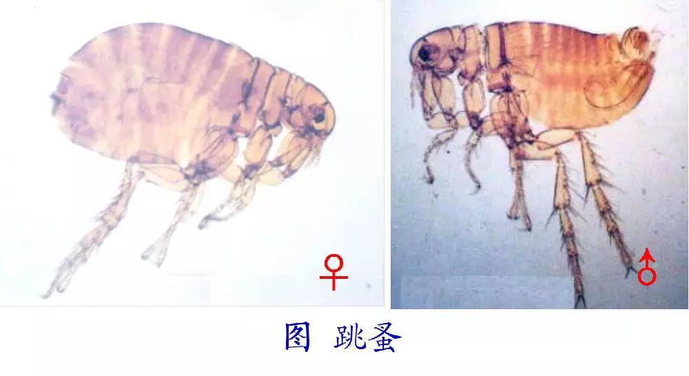 大自然中奇妙的寄生现象_百科TA说