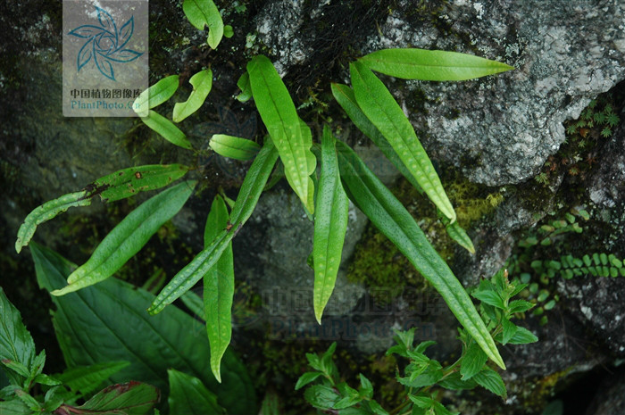  p> b>阔叶瓦韦 /b>(学名: i> b>lepisorus tosaensis /b> /i>)为水龙