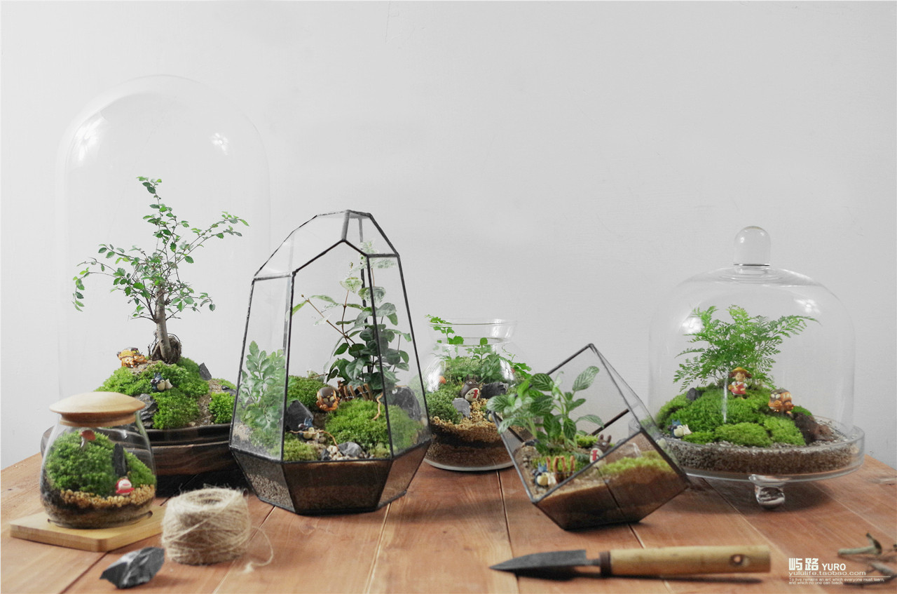 微景观,是用苔藓植物和蕨类植物等生长环境相近的植物,搭配各种造景小