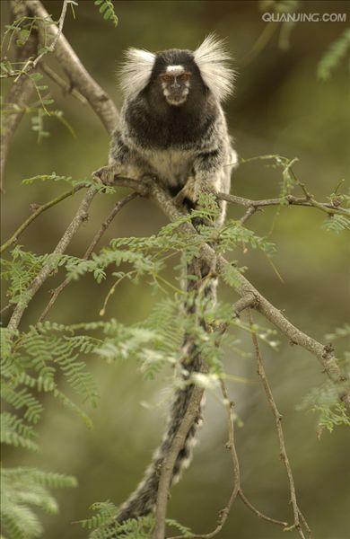  p>狨猴是体型较小的非人灵长类动物,源于巴西东北部,濒临大西洋的