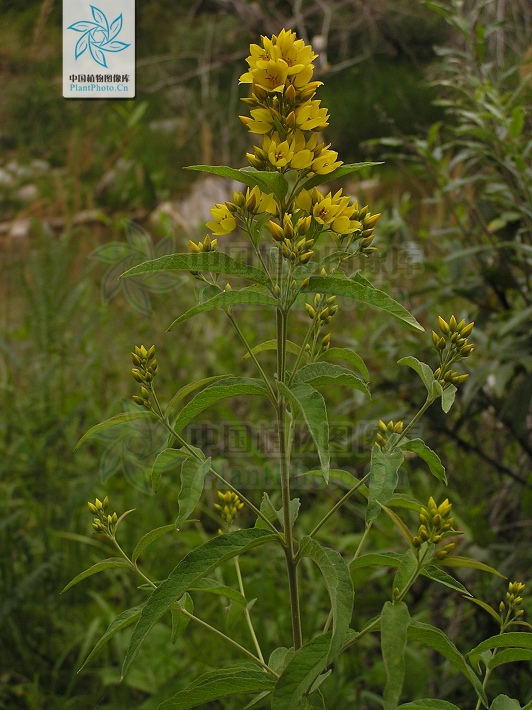  p>毛黄连花(学名:lysimachia vulgaris l)为 a href="#">珍珠菜属 /a