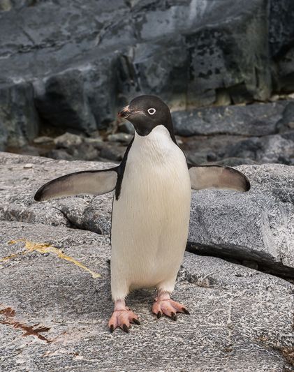  p>阿德利企鹅(学名: i>pygoscelis adeliae /i>)在 a target="_blank