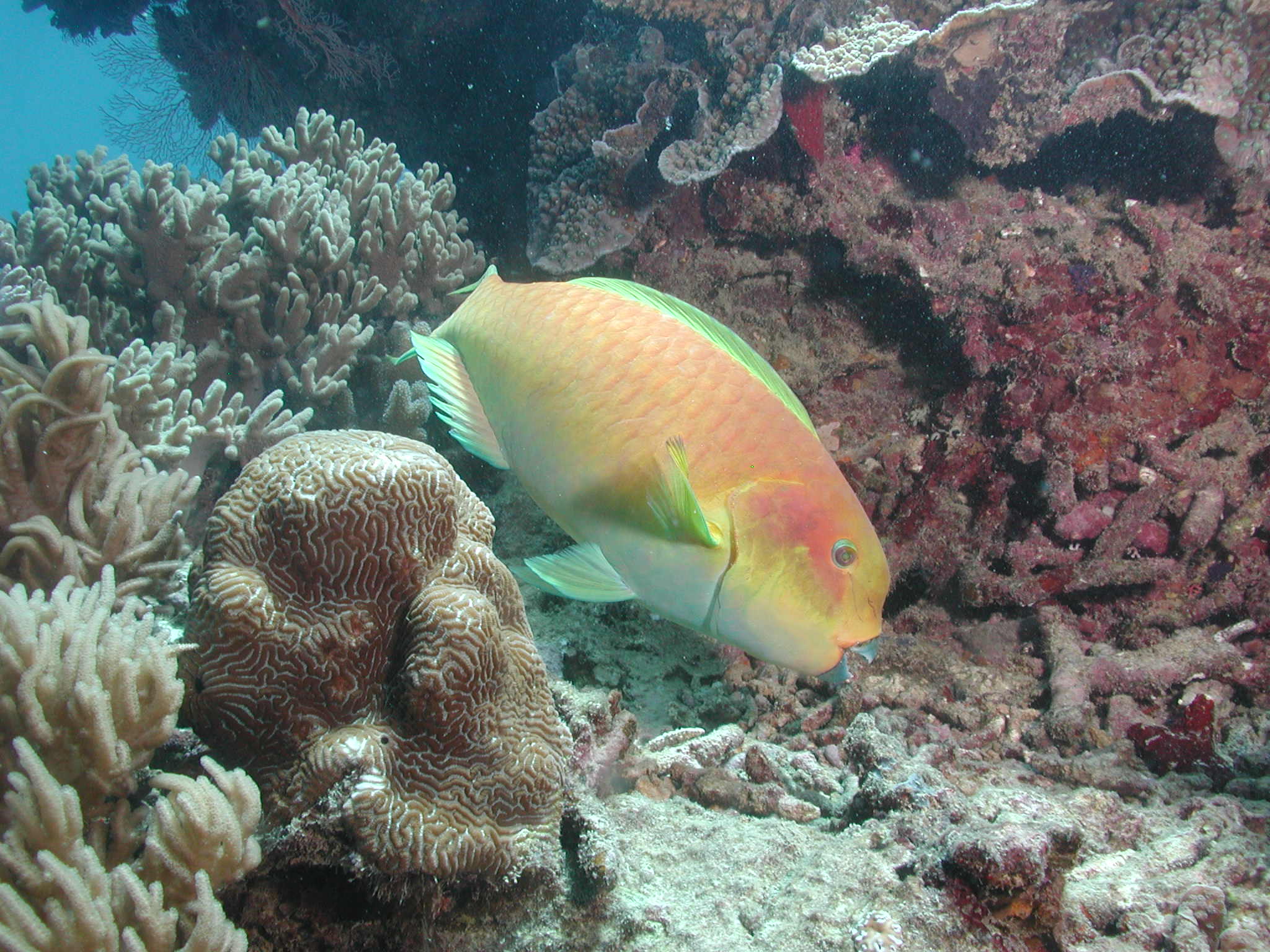  p>钝头鹦嘴鱼, i>scarus rubroviolaceus  /i>(bleeker, 1847), a