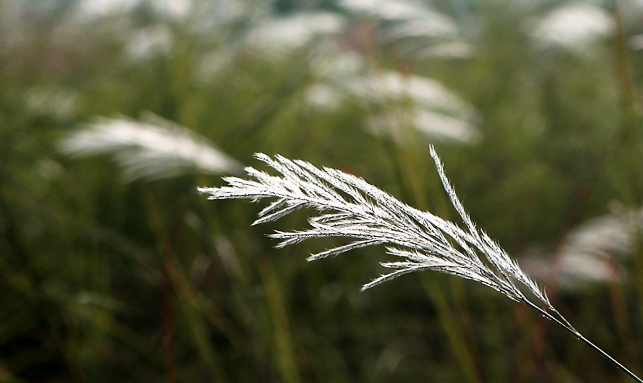  p> b> a href="#" data-lemmaid="10320818">芒草 /a> /b>(学名