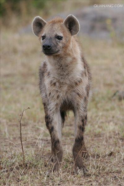  p>斑鬣狗(学名: i>crocuta crocuta /i>):又名斑点鬣狗,体长约95-160