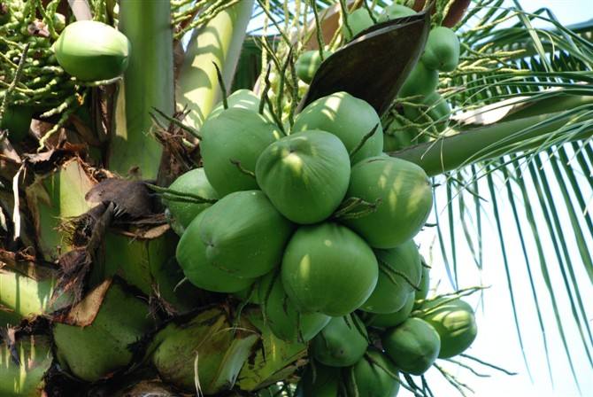  p>椰子果是椰子果实的简称,是椰子树的花序受精后形成的果实 .