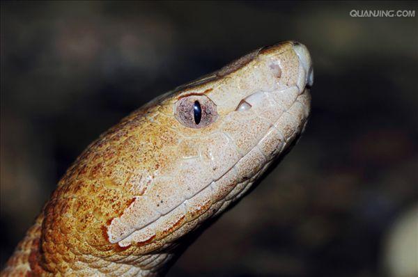  p>中型毒蛇,头部呈明显三角形.