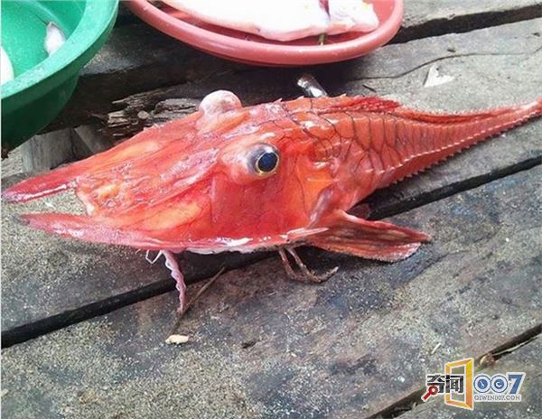  p> a href="#" data-lemmaid="6574014">甲胄鱼纲 /a>的最早 a href=