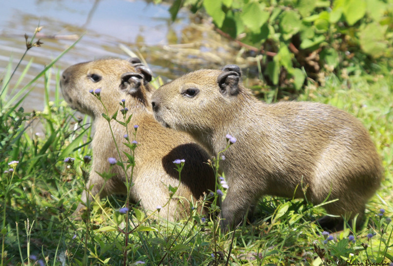  p>水豚(学名: i>hydrochoerus hydrochaeris /i>):是一种半水栖的 a