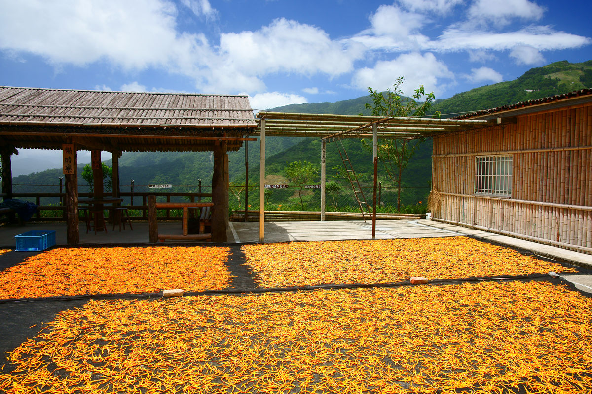 太麻里金针山