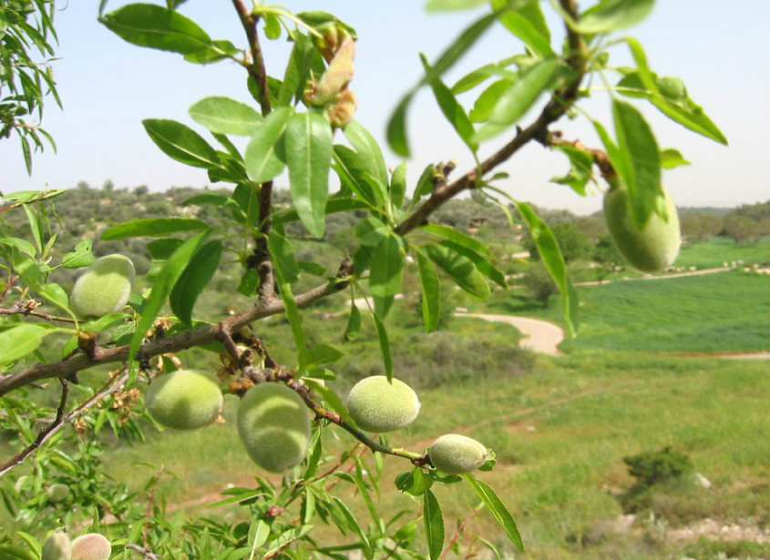  p data-id="gnvfvrohaz">扁桃( i>prunus dulcis /i> (mill.) d. a.