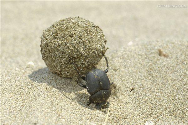  p>蜣螂(qiāng láng,英文dung beetle)俗称屎壳郎( span class="ref