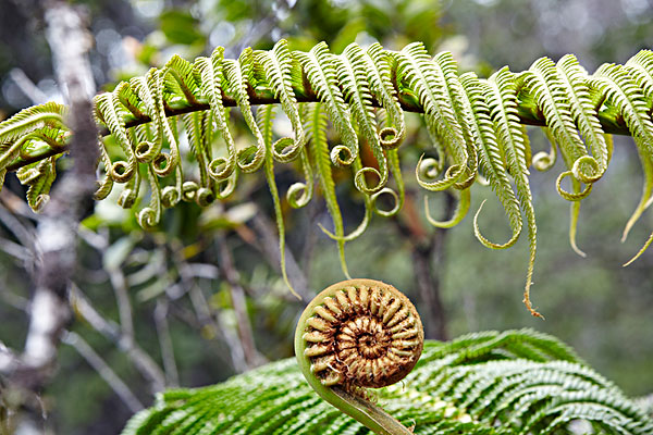  p>隐花植物,为与 a href="#">显花植物 /a> 相对应的分类群.