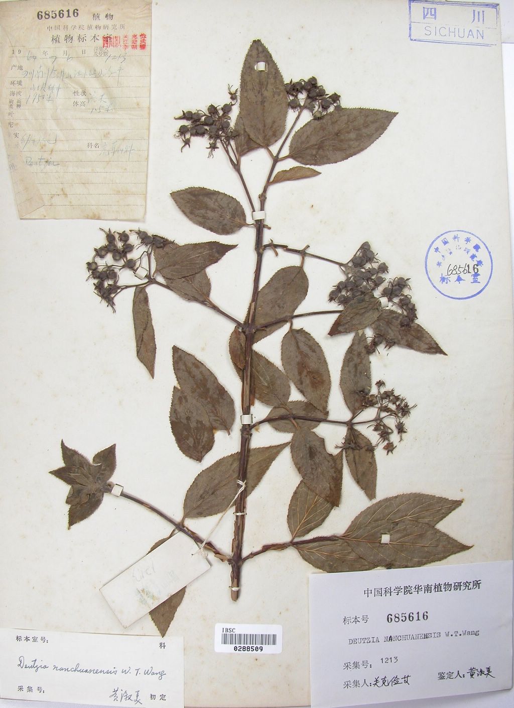  p>南川溲疏:灌木,高1.5-2.