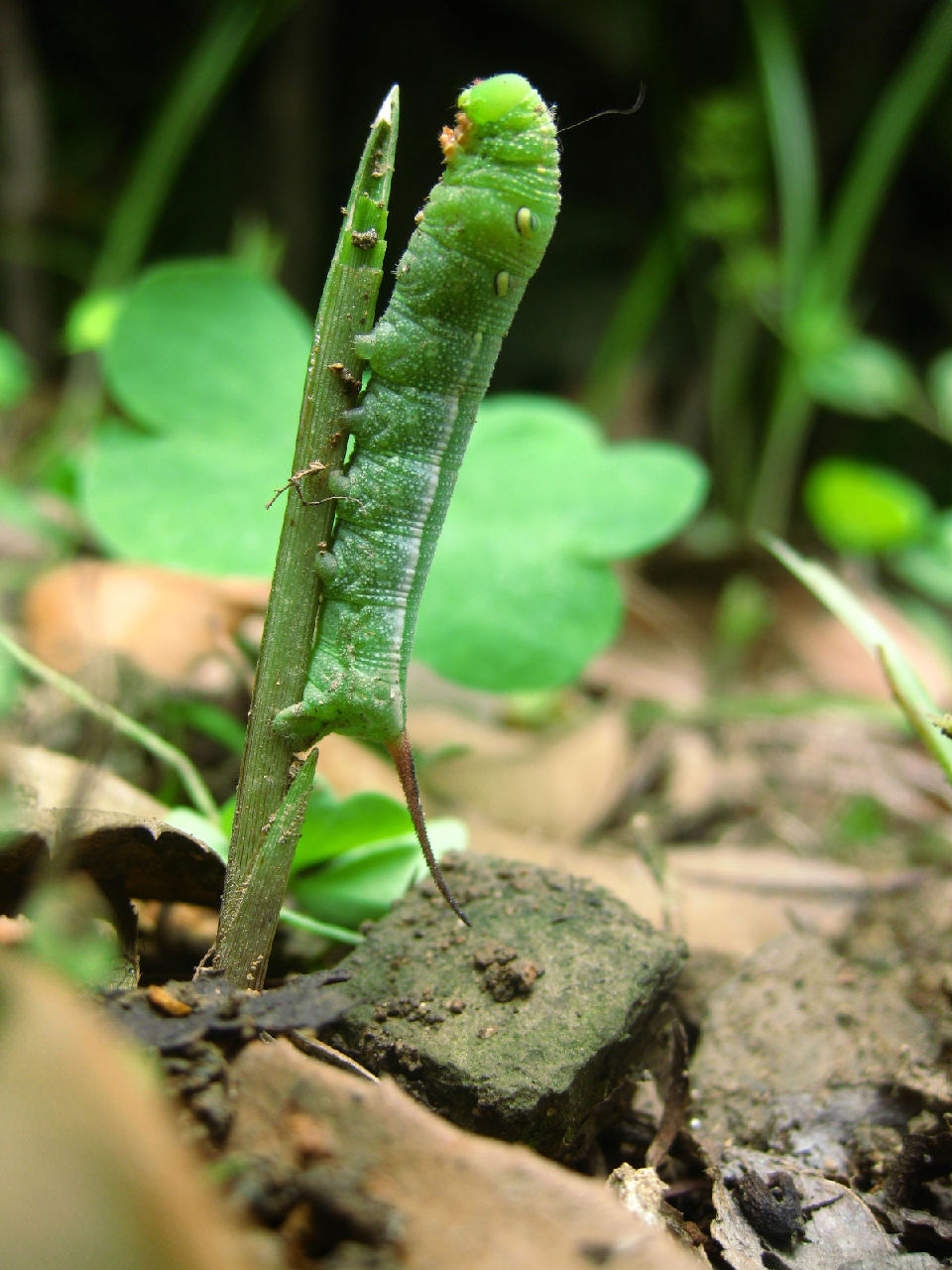  p>雀纹天蛾( i>there japonica /i>)是天蛾科斜纹天蛾属的一种动物.