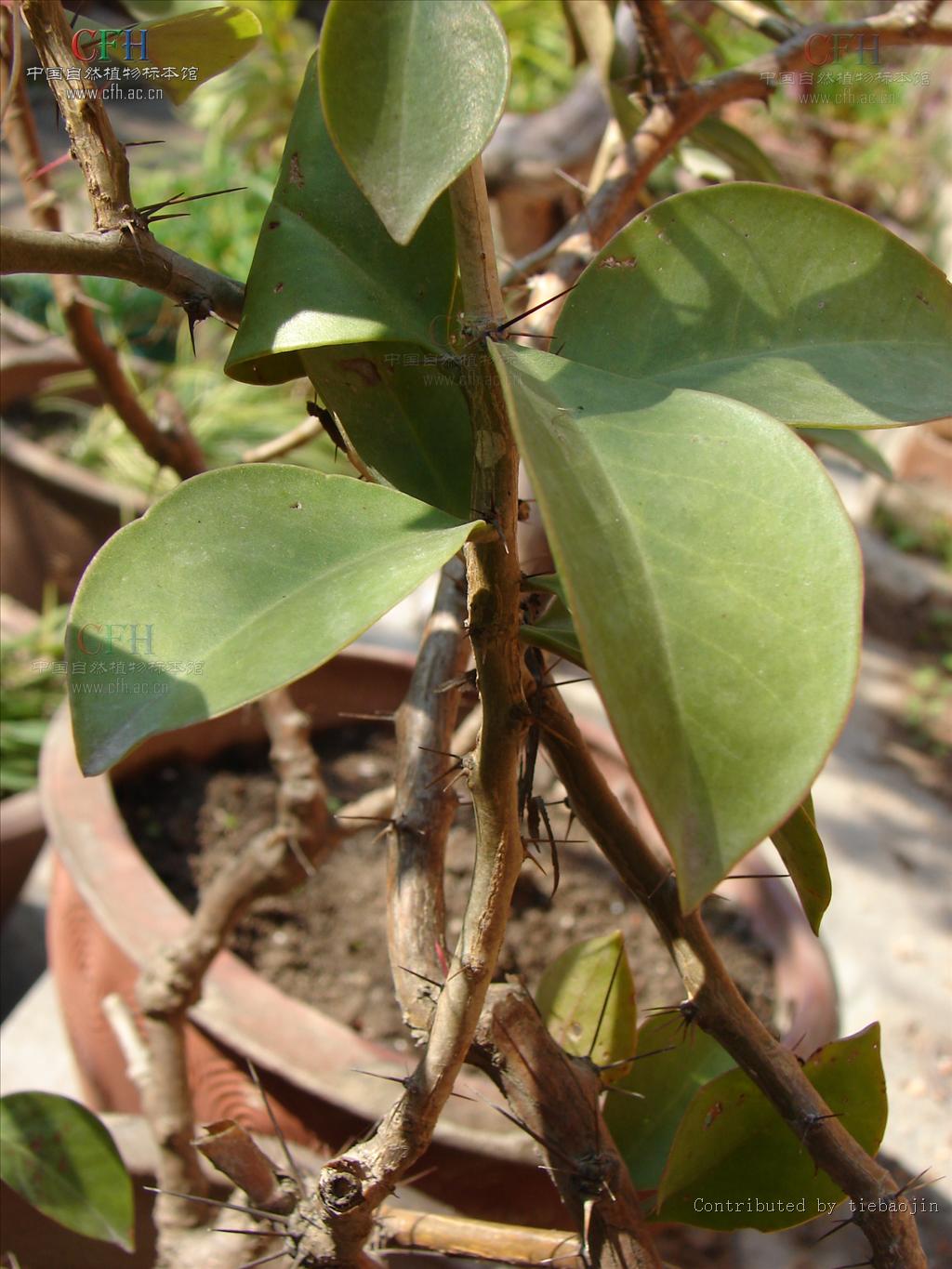  p>木麒麟(学名: i>pereskia aculeata /i> mill.