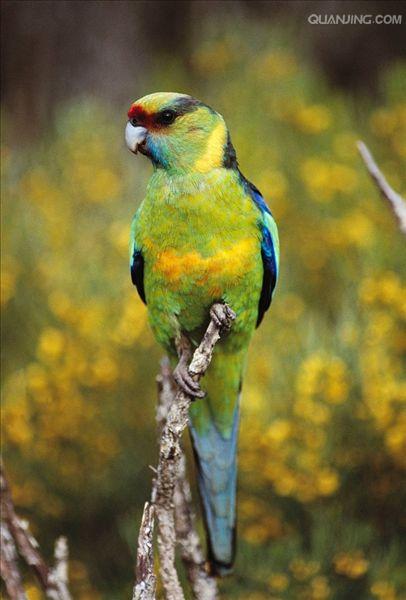  p>伯纳德氏鹦鹉(学名:barnardius barnardi)是典型的 a href="#"