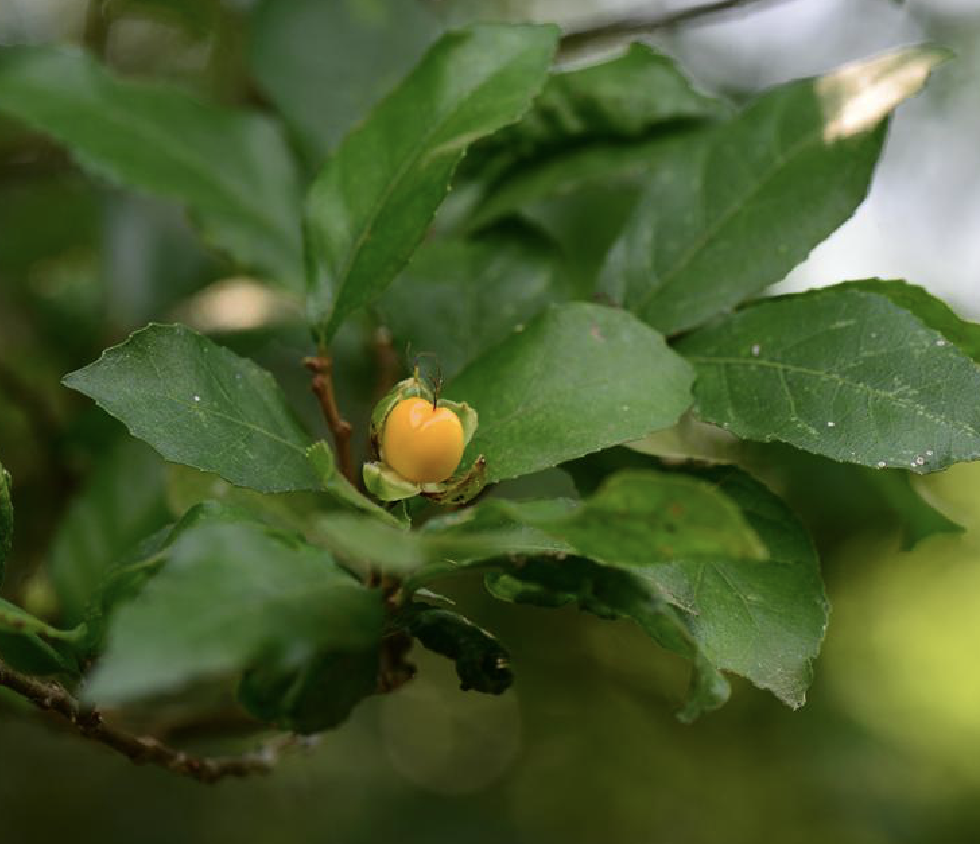  p>鹊肾树(学名: i>streblus asper /i> lour.