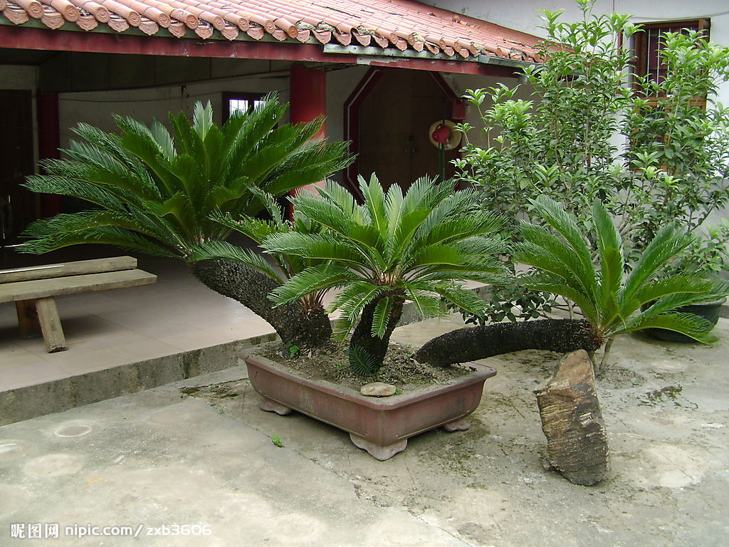植株