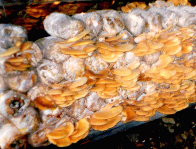 hohenbuehelia serotina (pers. : fr.) sing.