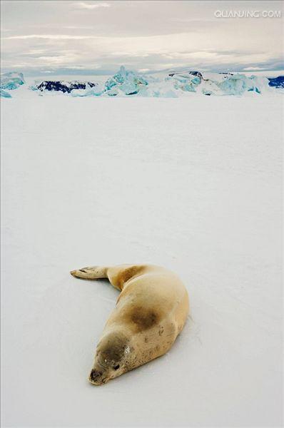 食蟹海豹