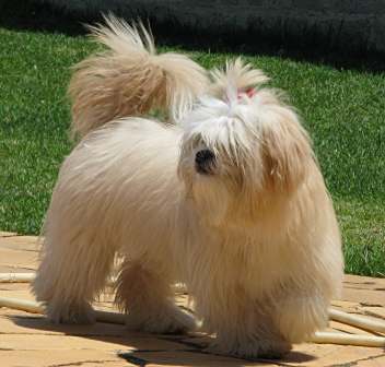 拉萨犬