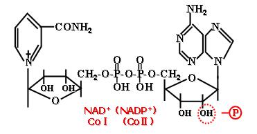  p>呼吸链(respiratory chain)是由一系列的递氢反应(hydrogen