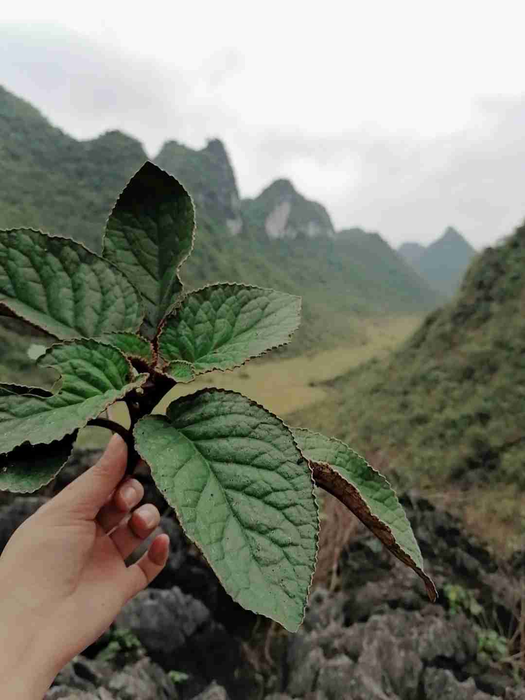  p>锈色蛛毛苣苔(学名: i>paraboea rufescens /i> (franch.) burtt.
