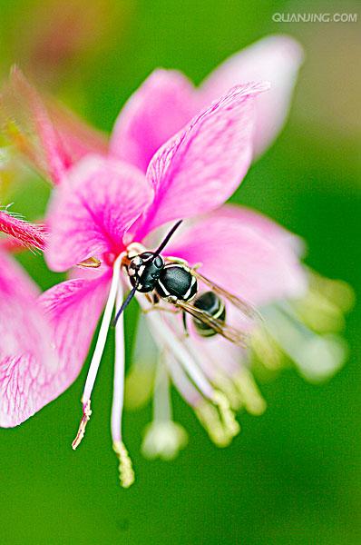  p>蜜蜂花(学名: i>melissa axillaris  /i>(benth.) bakh.f.