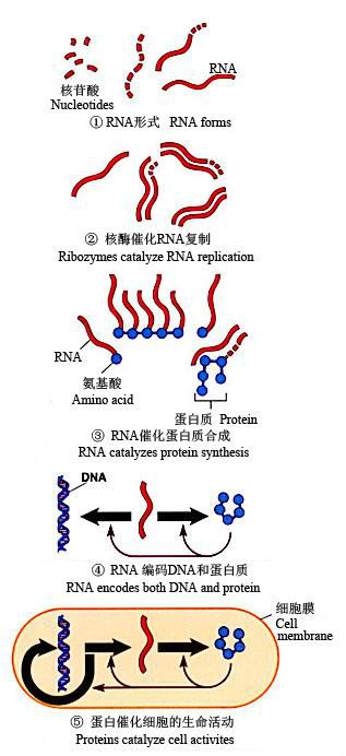 RNA世界学说_百度百科