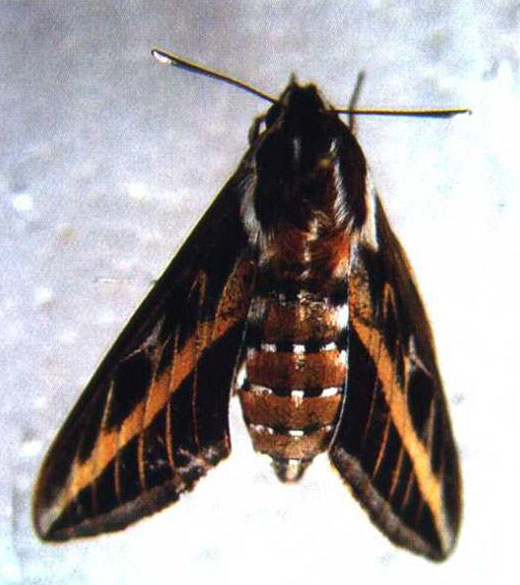  p>雀纹天蛾( i>there japonica /i>)是天蛾科斜纹天蛾属的一种动物.