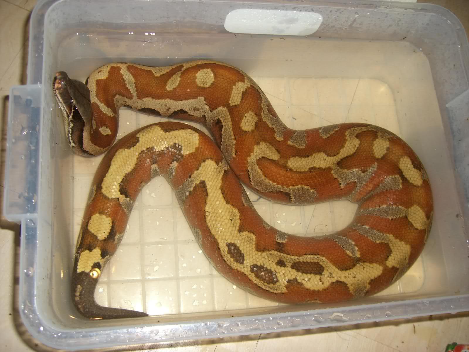  p>血蟒(学名:python curtus)是 a target="_blank" href="/item/蛇亚