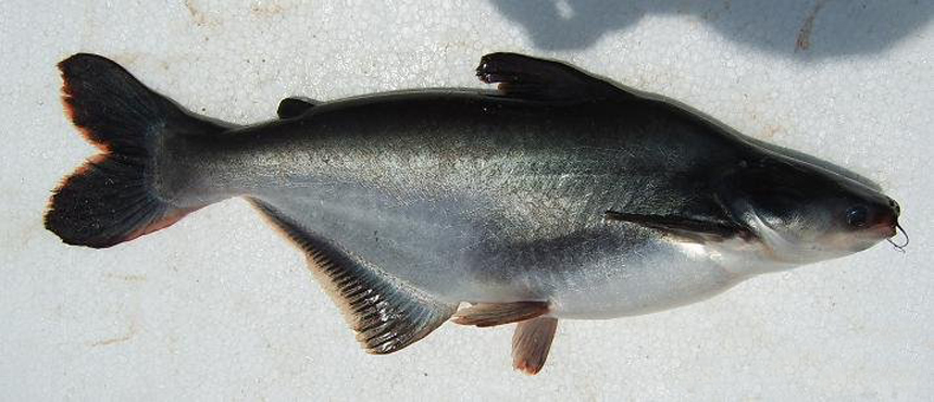  p>淡水白鲨,俗名:珍珠鱼, a href="#" data-lemmaid="168507">水晶